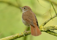 Nightingale Luscinia megarhynchos