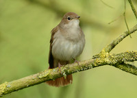Nightingale Luscinia megarhynchos
