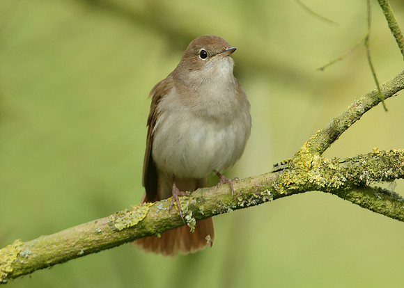 Nightingale Luscinia megarhynchos