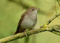 Nightingale Luscinia megarhynchos