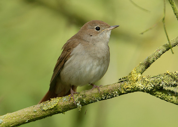 Nightingale Luscinia megarhynchos