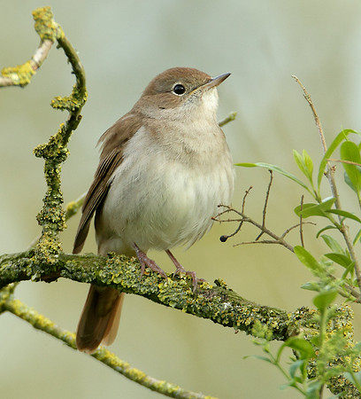Nightingale Luscinia megarhynchos