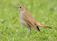Nightingale Luscinia megarhynchos