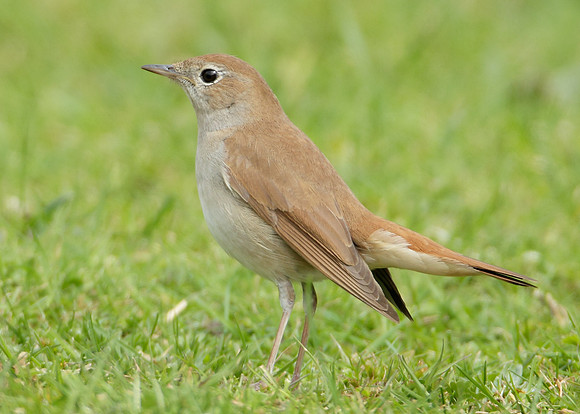 Nightingale Luscinia megarhynchos