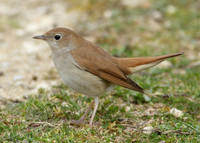 Nightingale Luscinia megarhynchos