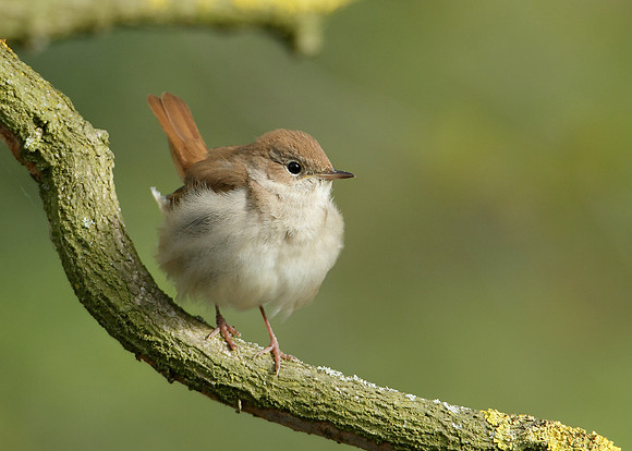 Nightingale Luscinia megarhynchos