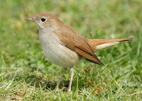 Nightingale Luscinia megarhynchos