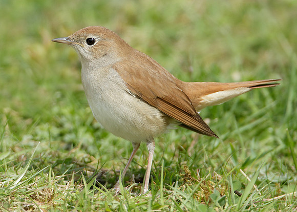 Nightingale Luscinia megarhynchos
