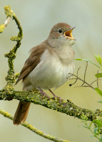 Nightingale Luscinia megarhynchos