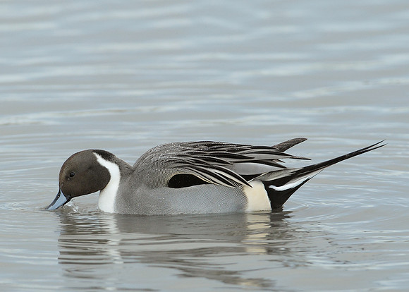 Pintail Anas acuta