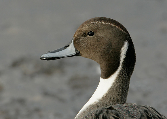 Pintail Anas acuta