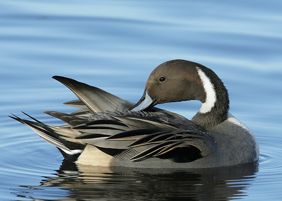 Pintail Anas acuta