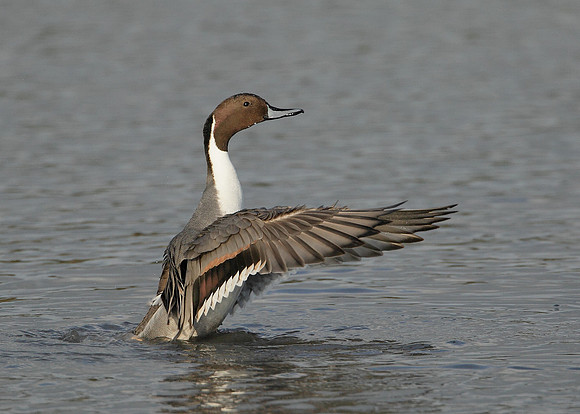 Pintail Anas acuta