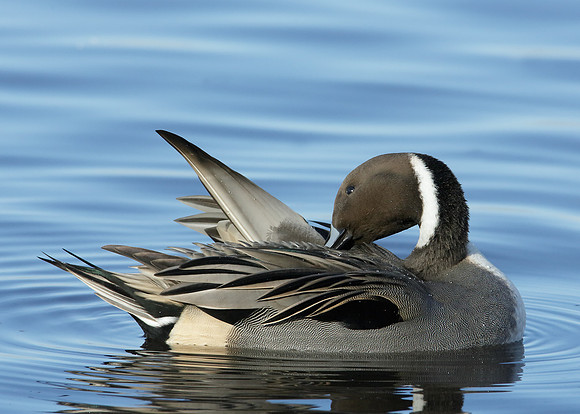 Pintail Anas acuta