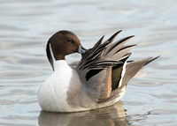 Pintail Anas acuta