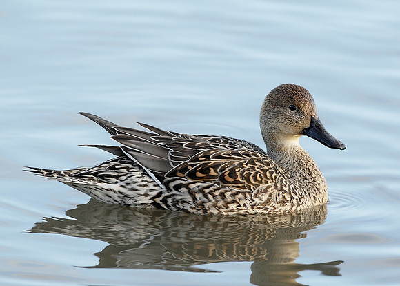 Pintail Anas acuta