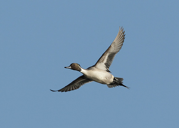 Pintail Anas acuta
