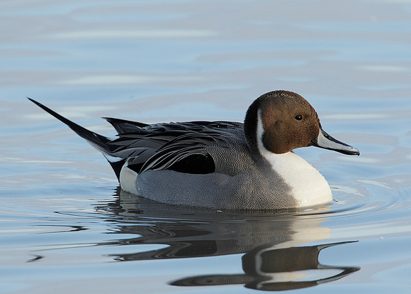 Pintail Anas acuta