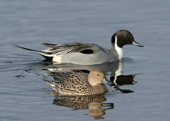 Pintail Anas acuta