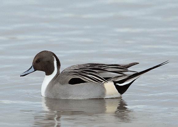 Pintail Anas acuta