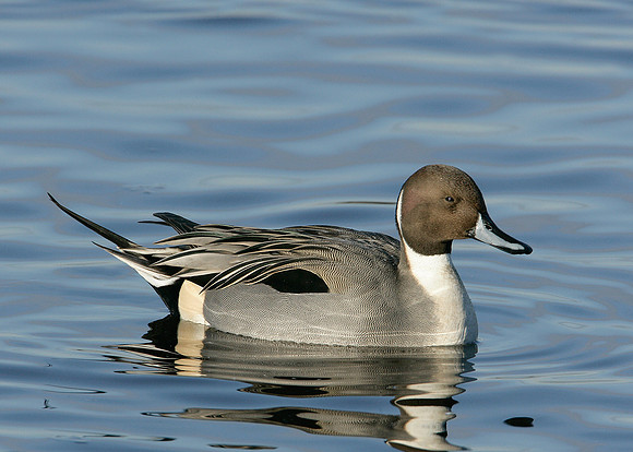 Pintail Anas acuta