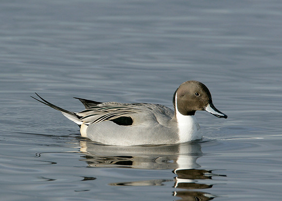 Pintail Anas acuta