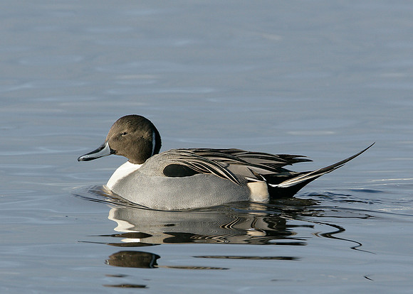 Pintail Anas acuta