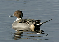 Pintail Anas acuta