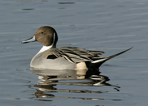 Pintail Anas acuta