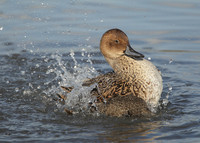 Pintail Anas acuta