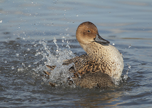 Pintail Anas acuta