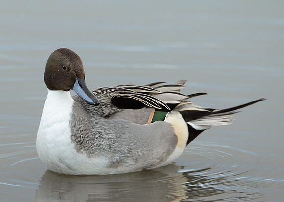 Pintail Anas acuta