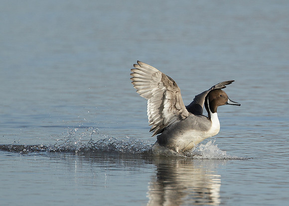 Pintail Anas acuta