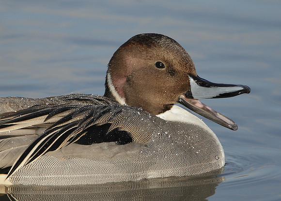 Pintail Anas acuta