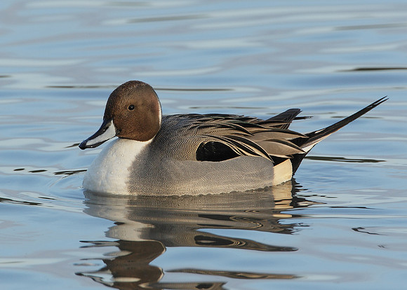 Pintail Anas acuta