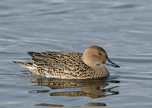 Pintail Anas acuta