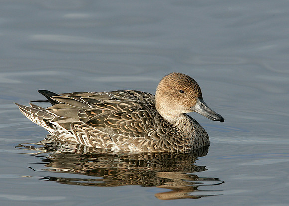 Pintail Anas acuta