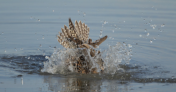 Pintail Anas acuta