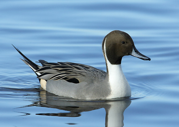 Pintail Anas acuta