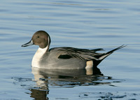 Pintail Anas acuta