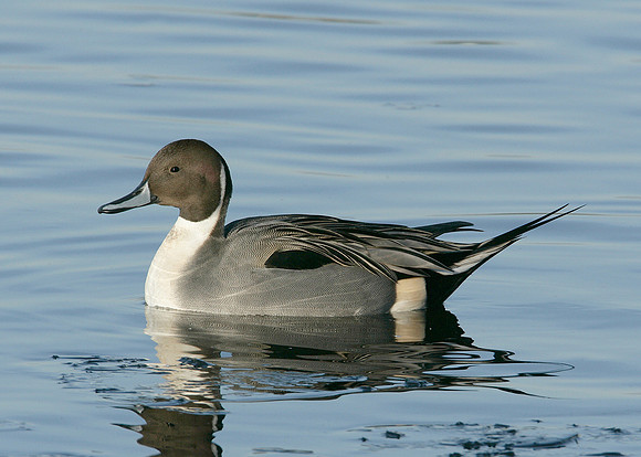 Pintail Anas acuta