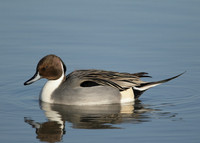 Pintail Anas acuta