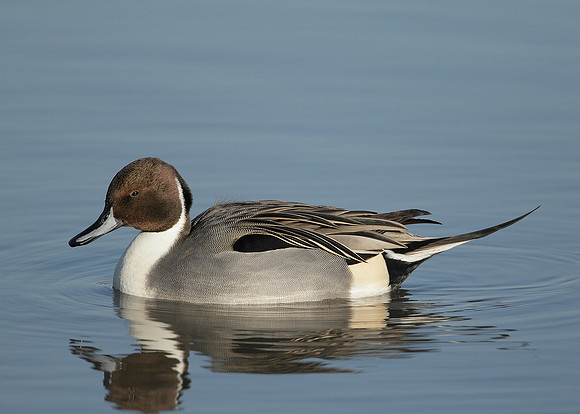 Pintail Anas acuta