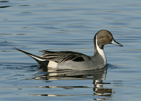 Pintail Anas acuta