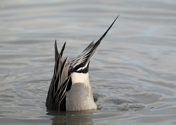 Pintail Anas acuta