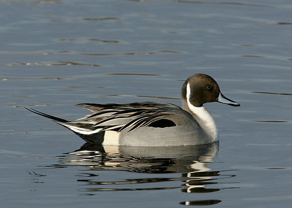 Pintail Anas acuta