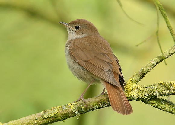 Nightingale Luscinia megarhynchos
