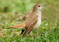 Nightingale Luscinia megarhynchos