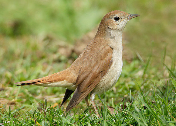 Nightingale Luscinia megarhynchos