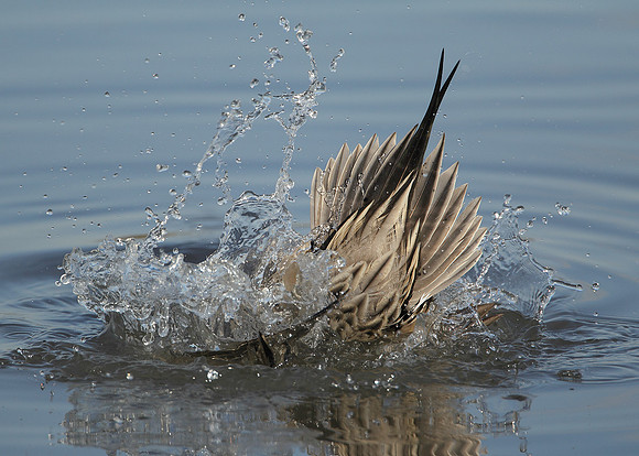 Pintail Anas acuta